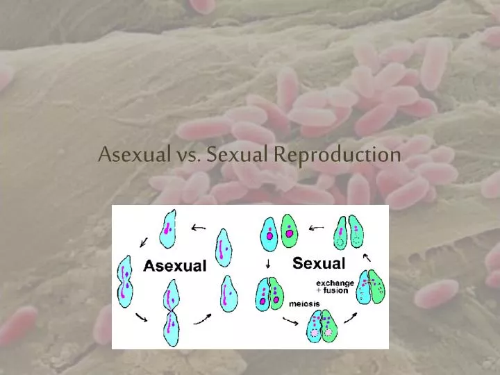 asexual vs sexual reproduction
