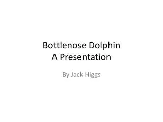 Bottlenose Dolphin A Presentation