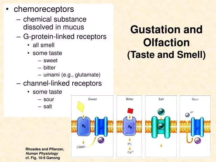 gustation and olfaction taste and smell