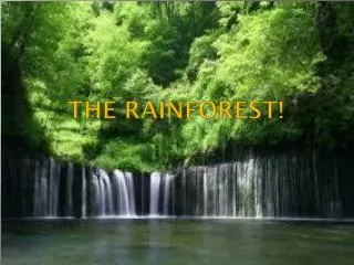 The rainforest!