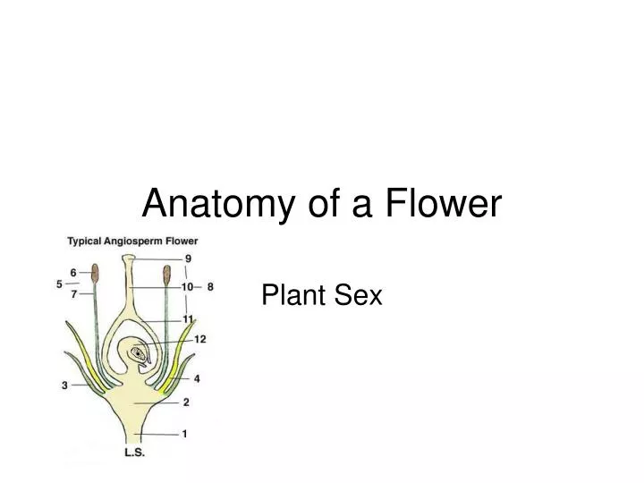 anatomy of a flower