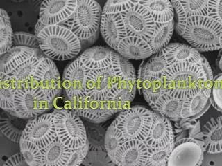 Phytoplankton Distribution