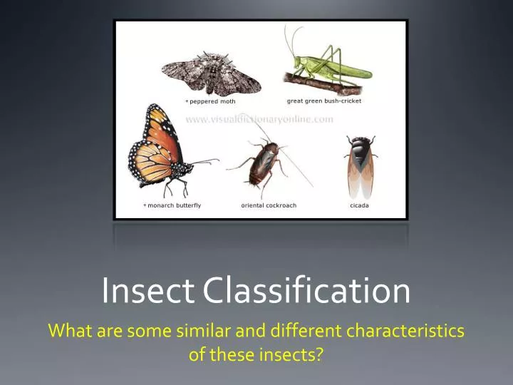 insect classification