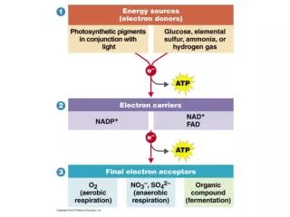 Phototrophy Conversion of radiant energy from the sun into ATP and NADPH