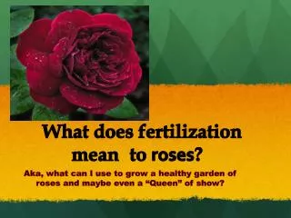 What does fertilization 		mean 	to roses ?