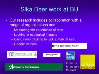 Sika Deer work at BU