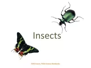 insects