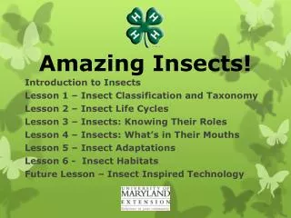 Amazing Insects!