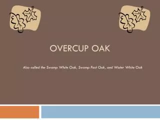 Overcup Oak