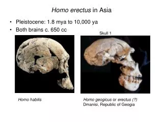 Homo erectus in Asia