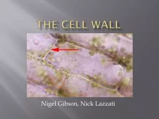 The Cell Wall