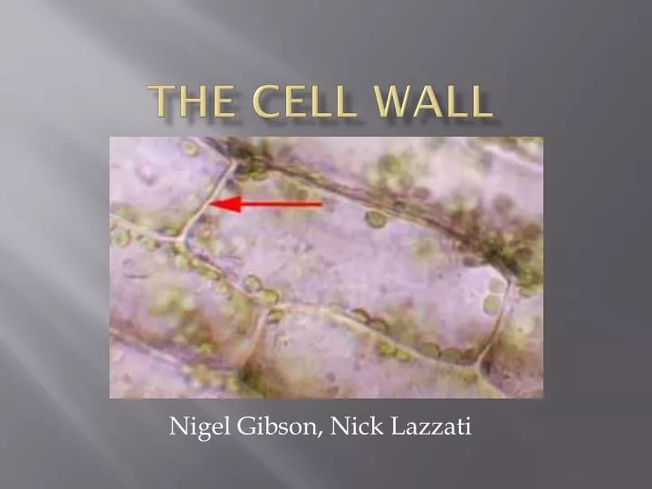 the cell wall