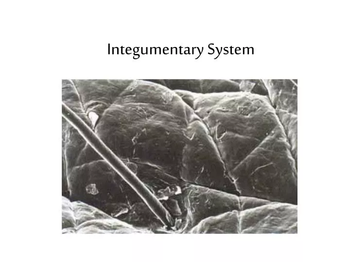 integumentary system