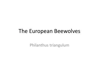 The European Beewolves