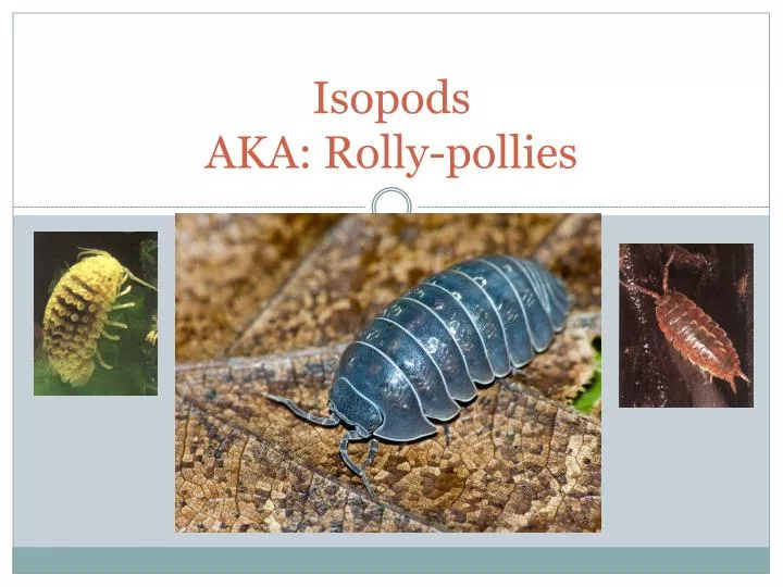 isopods aka rolly pollies