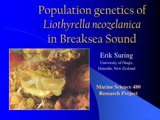 Population genetics of Liothyrella neozelanica in Breaksea Sound