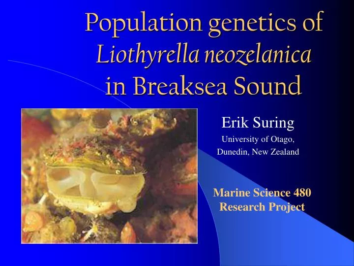 population genetics of liothyrella neozelanica in breaksea sound