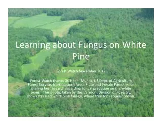 Learning about Fungus on White Pine
