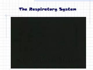 The Respiratory System