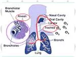 Alveoli - slide 1