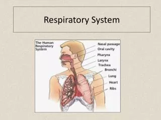 Respiratory System