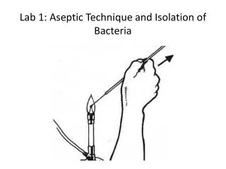 Lab 1: Aseptic Technique and Isolation of Bacteria