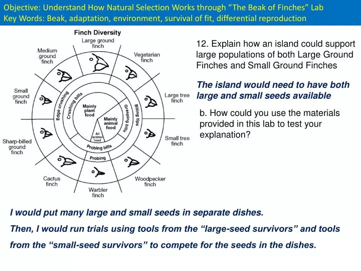 what is the beak of finches lab about