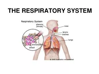 the respiratory system