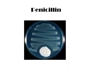 penicillin