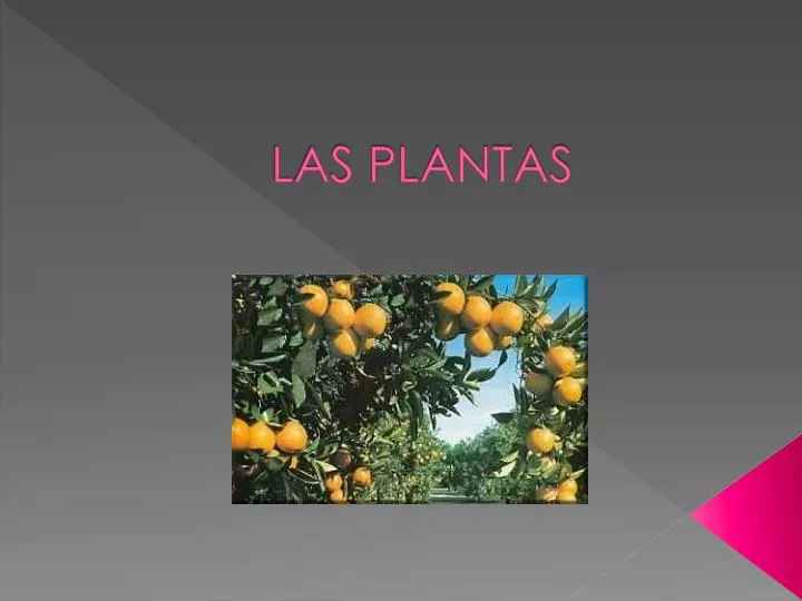 las plantas