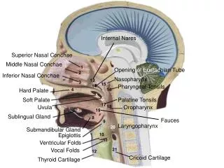 Submandibular Gland