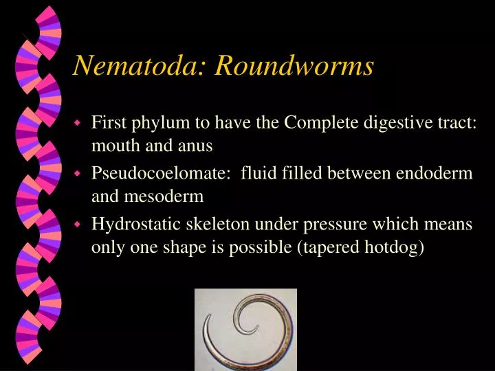 nematoda roundworms
