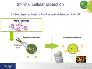 2 nd link: cellular protection