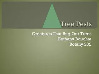 tree pests