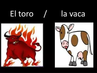 el toro la vaca