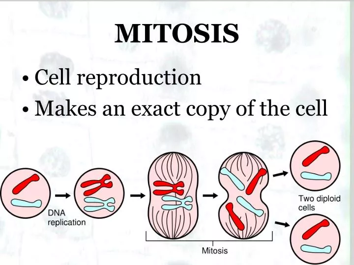 mitosis