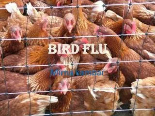 Bird Flu