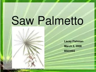 Saw Palmetto