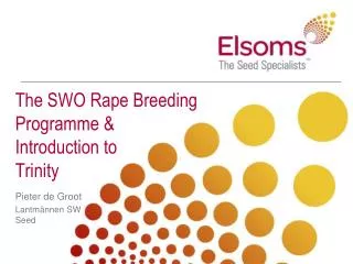 The SWO Rape Breeding Programme &amp; Introduction to Trinity
