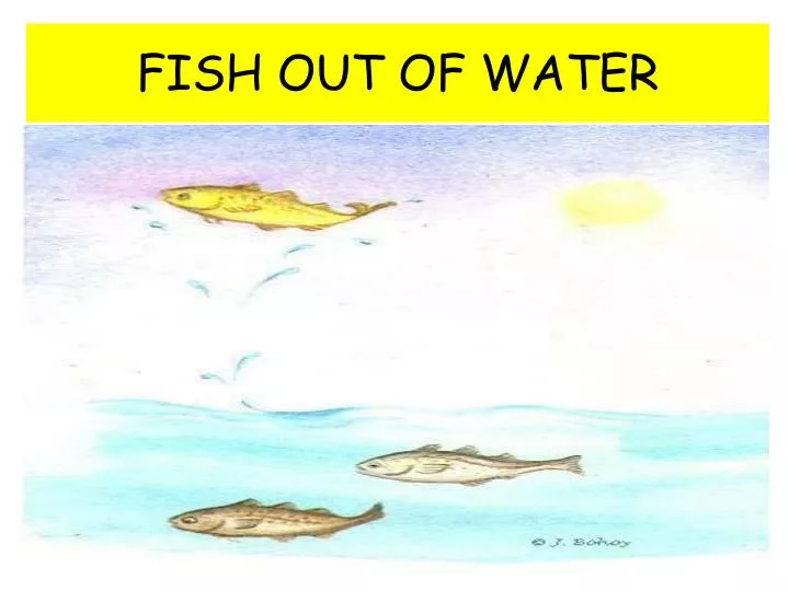 fish out of water