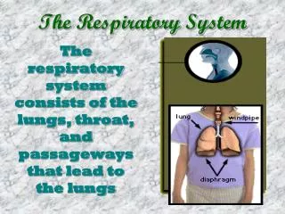 The Respiratory System