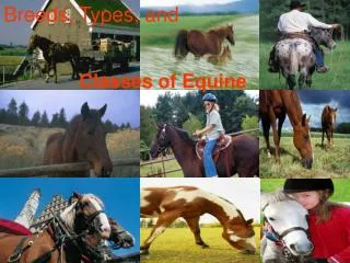 Breeds, Types, and