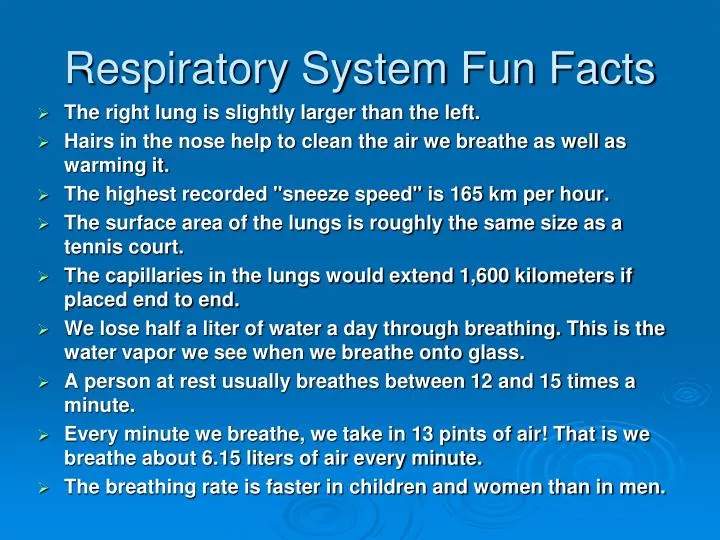 respiratory system fun facts