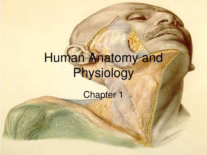 human anatomy and physiology