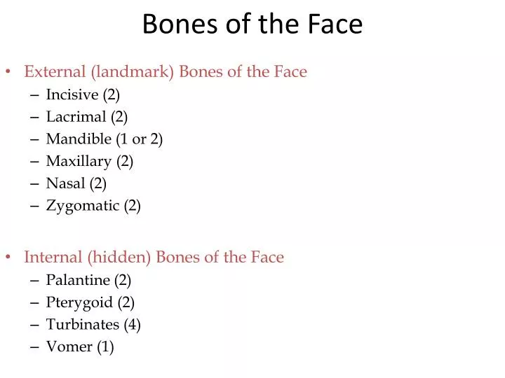 bones of the face