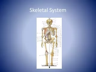 Skeletal System