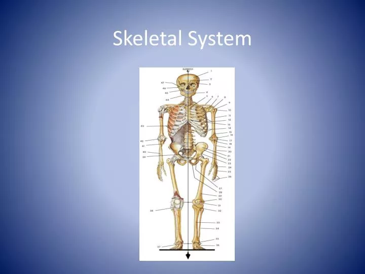 skeletal system