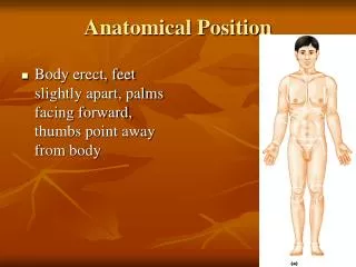 Anatomical Position