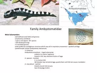 Family Ambystomatidae