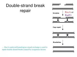 Double-strand break repair